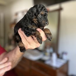 Boy 1 - Phantom male Poodle puppy in Dallas, Texas from Infinity Poodles