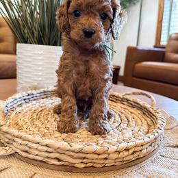 Guacamole (Green Boy) - Red male Cavapoo puppy in Pleasant Grove, Utah from Destination Doodles