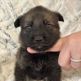White Boy - Sable male German Shepherd puppy in Beech Grove, Arkansas from Ze Zadnich lesu