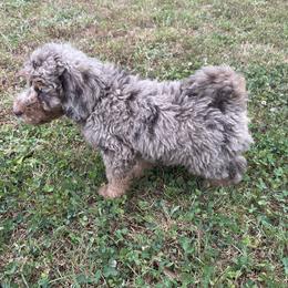 Golden Aussiedoodle and Goldendoodle Puppies from Law Doodles of SC