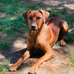 Havapoos and Rhodesian Ridgebacks from Cottonwood Puppies