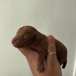 Hans Solo - Red  male Poodle puppy in Tampa, Florida from The Sweet Life of a Toy Poodle