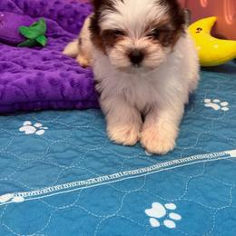 Finnick - Black tan and white male Biewer Terrier puppy in Louisiana from Maddylane Biewer Terriers