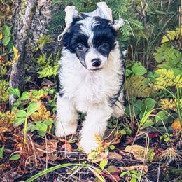 Bare Nakeys Experiment 321 aka Lightfoot - Black and white female Chinese Crested puppy in Wasilla, Alaska from Bare Nakeys Kennel and Cattery