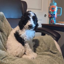 Bea - Black female Poodle puppy in Casa Grande, Arizona from Arizona's Once Upon A Boston and Poodle ❤️