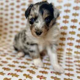 Jack - Blue merle male Miniature Australian Shepherd puppy in Hillsboro, Texas from H&J Aussies