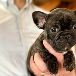 Boy 2 Green - Brindle French Bulldog puppy in Havre, Montana from MT French Bulldogs