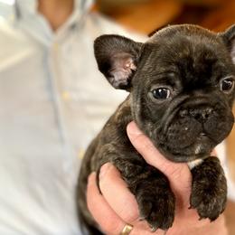 Boy 2 Green - Brindle French Bulldog puppy in Havre, Montana from MT French Bulldogs