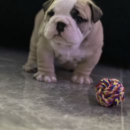 Bulldog Puppies from Pearl Salinas