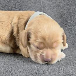 Gray - Buff male Cocker Spaniel puppy in Lebanon, Missouri from Spring Hollow Cocker Spaniels