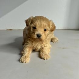 Grace - Red female Maltipoo puppy in Bowling Green, Kentucky from Denise Clark