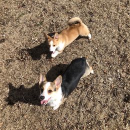 Ember - Pembroke Welsh Corgi