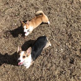 Ember - Pembroke Welsh Corgi