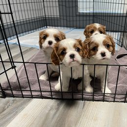Cavalier King Charles Spaniel Puppies from Buck Creek