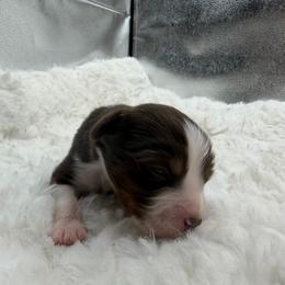 Mojo JoJo - Red tri male Miniature Australian Shepherd puppy in Greenville, Ohio from Arnold’s Aussies
