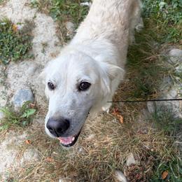 Camie - Light golden female Golden Retriever puppy in Tacoma, Washington from Bradley Farms