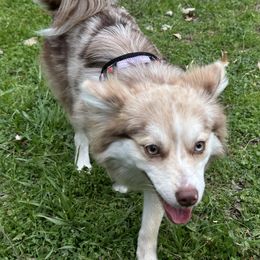Buttercup - Merle female Pomsky puppy in San Bruno, California from Lovely Pomsky