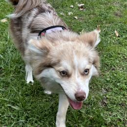 Buttercup - Merle female Pomsky puppy in San Bruno, California from Lovely Pomsky