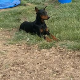 Cleo - Doberman Pinscher