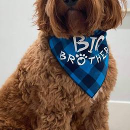 Goldendoodles from Gillian Schwartz's Goldendoodles