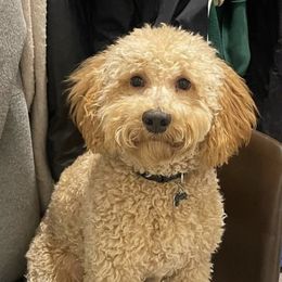 Cockapoo and Goldendoodle All Grown Up from Puppy Power Kennels