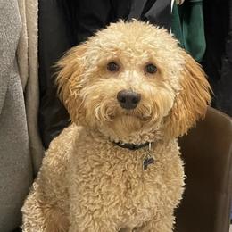 Cockapoo and Goldendoodle All Grown Up from Puppy Power Kennels