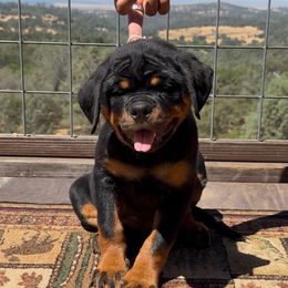 Pink girl - Black and tan female Rottweiler puppy in Grass Valley, California from Vom Haus Flores