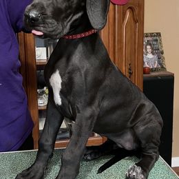 Great Dane Puppies from Hladik Great Danes