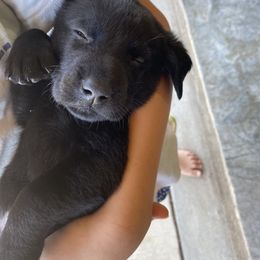 AJ-Bright Red Collar - Black Labrador Retriever puppy in Springfield, Missouri from Kellner Labradors