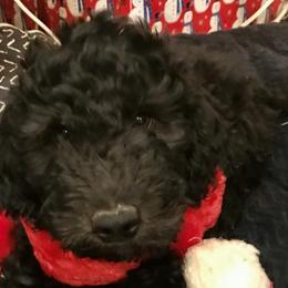 Diesel - Goldendoodle puppy in Utah from PollyWally Doodle