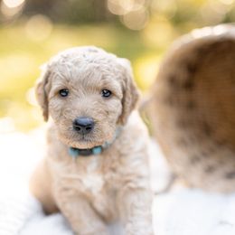 Goldendoodle Puppies from King Family Doodles