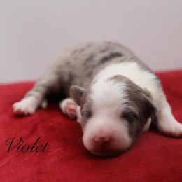Violet Bridgerton - Blue merle and white female Sheepadoodle puppy in Edmond, Oklahoma from Rock N Roll Doodles