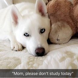 Siberian Husky All Grown Up from Majestic Siberian Huskies