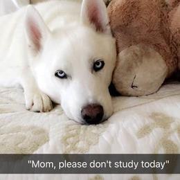 Siberian Husky All Grown Up from Majestic Siberian Huskies