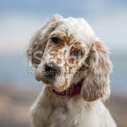 English Setter Puppies from English Setter Farms