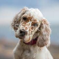 English Setter Puppies from English Setter Farms
