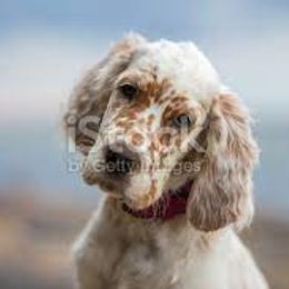 English Setter Puppies from English Setter Farms