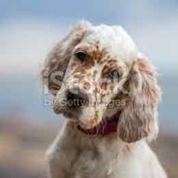 English Setter Puppies from English Setter Farms