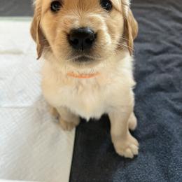 Golden Retriever Puppies from Washington Lakeside Goldens