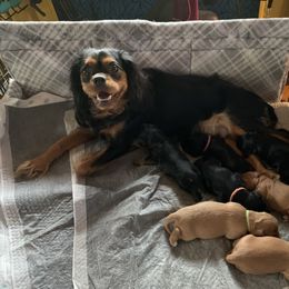 Cavalier King Charles Spaniel Puppies from Colorful Cavaliers