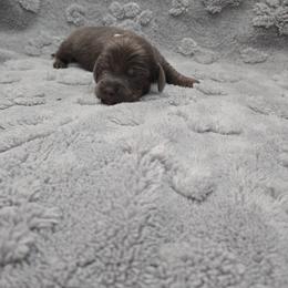 White - Gray (blue) male Dachshund puppy in Mulberry, Florida from J's Mini Dachshunds