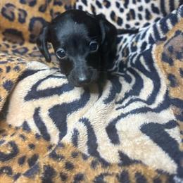 Frank.  Sm - Black male Dachshund puppy in Richwood, West Virginia from Wild and Wonderful Wieners