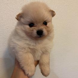 Snow - Cream female Pomeranian puppy in Glendale, Arizona from Fam. Pomerania