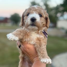 Purple - Apricot female Goldendoodle puppy in Mc Cutchenville, Ohio from Dawn's Doodles