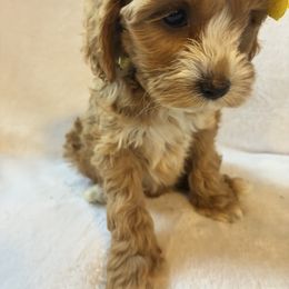Reyna - Red and white female Cockapoo puppy in Adrian, Oregon from ApplebyFarm