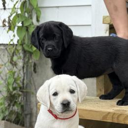 Labrador Retriever Puppies from Maynard’s Labs