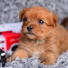 Shih Tzu and Shorkie Puppies from Nana's Happy Pups