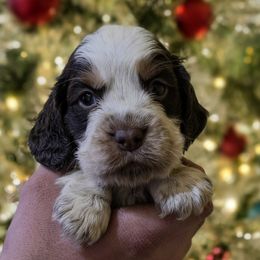 Pooh bear - Tri-Roan male English Springer Spaniel puppy in Florida from Thunderbird Springers