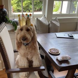 Assorted Doodle Crosses, Goldendoodle, and Poodle All Grown Up from Kava Kennels
