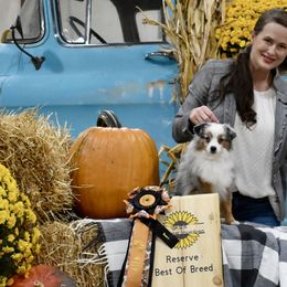 Miniature American Shepherds, Miniature Australian Shepherds, and Toy Australian Shepherds from Shooting Stars Ranch Toy and Mini Aussies